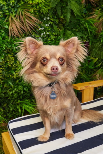 Daisy, Director of Office Culture